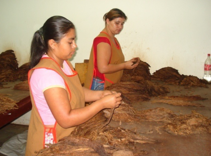 Nach dem Fermentierungsprozess werden bei den Tabakblättern die Venen entfernt und nach Farbe, Textur und Größe selektiert.